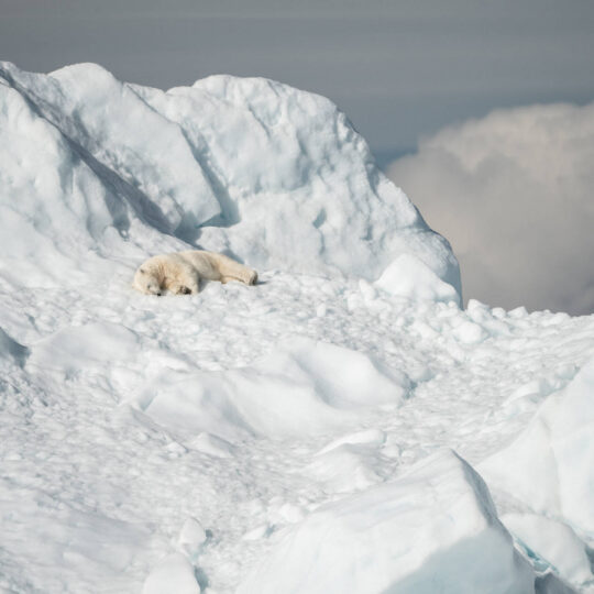 polar-bear-sleeping-on-snow-bed
