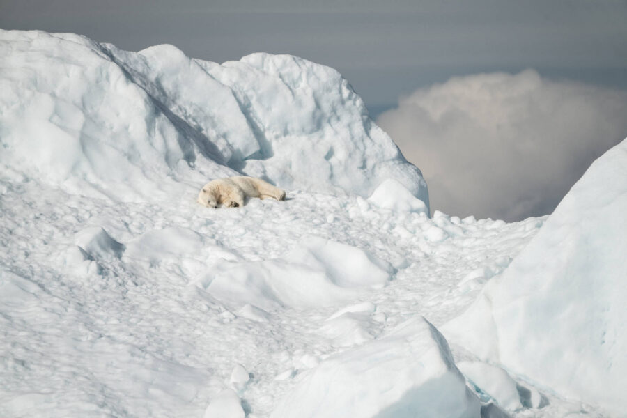 polar-bear-sleeping-on-snow-bed